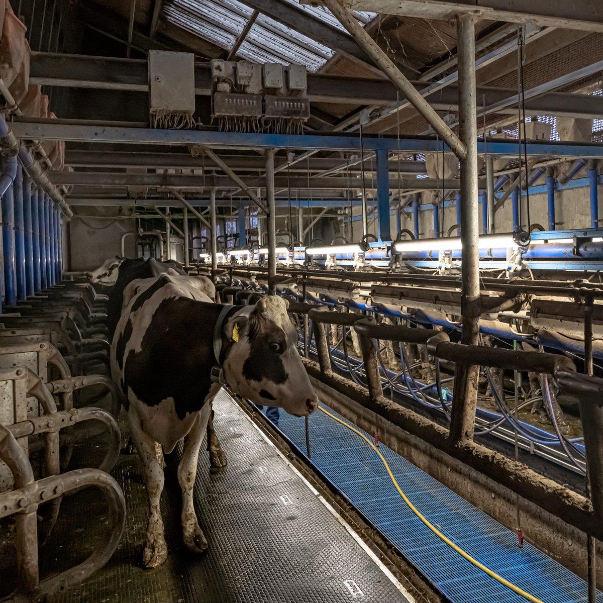 FarmPro LED TL armatuur 150 cm  - Agrarische LED TL verlichting  - Ammoniak- en waterbestendig  - IP69K - LED.nl