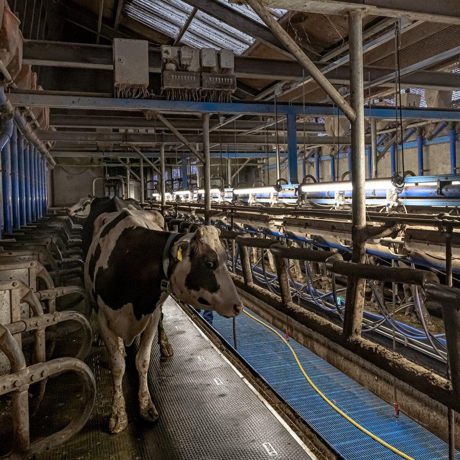 LED's Light Pro FarmPro LED TL armatuur 150 cm - Agrarische LED TL verlichting - Ammoniak- en waterbestendig - IP69K - IP67 - D Mark TL verlichting LED.nl