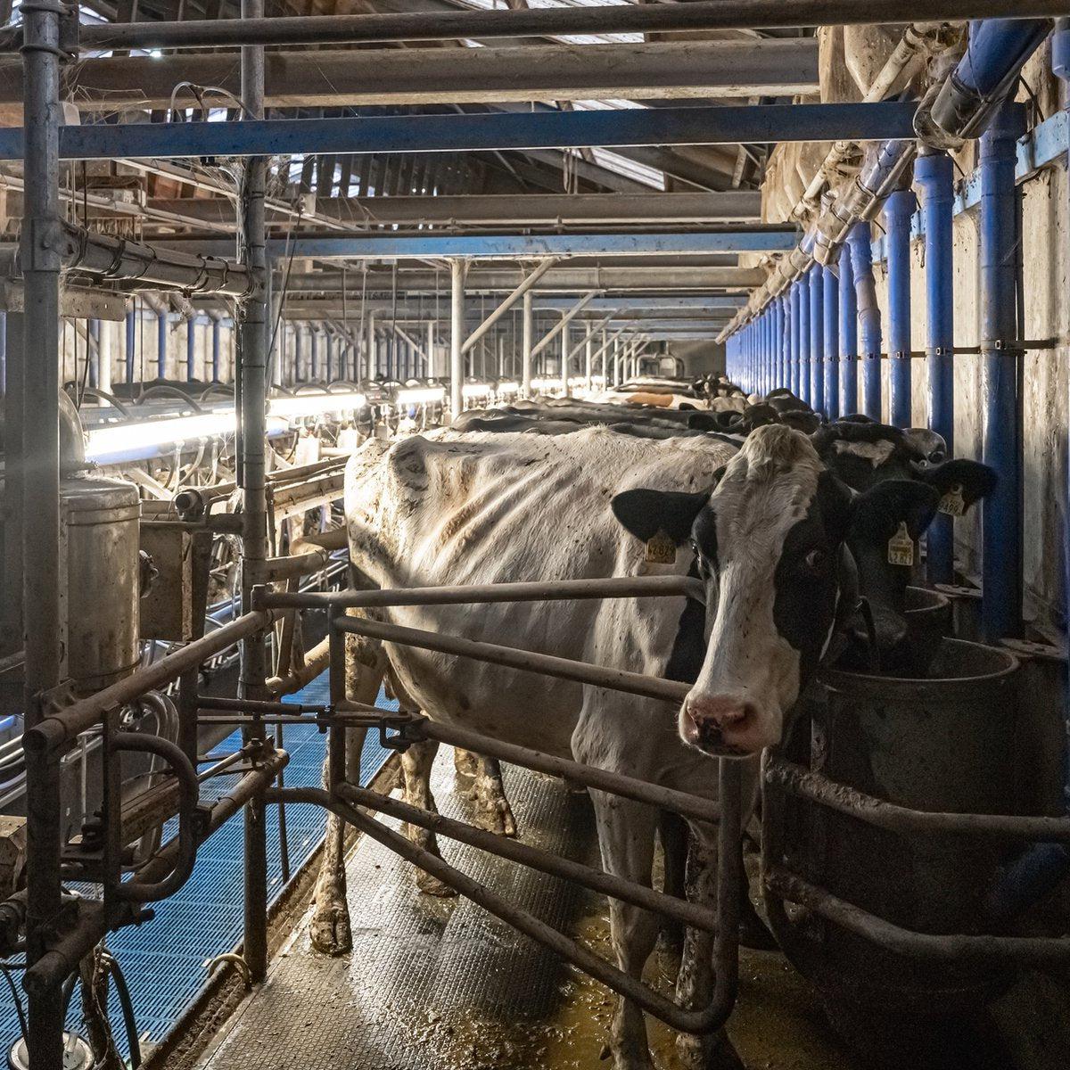 FarmPro LED TL armatuur 150 cm  - Agrarische LED TL verlichting  - Ammoniak- en waterbestendig  - IP69K - LED.nl